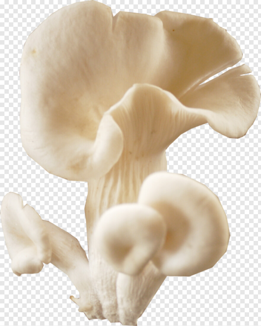 mushroom # 887939