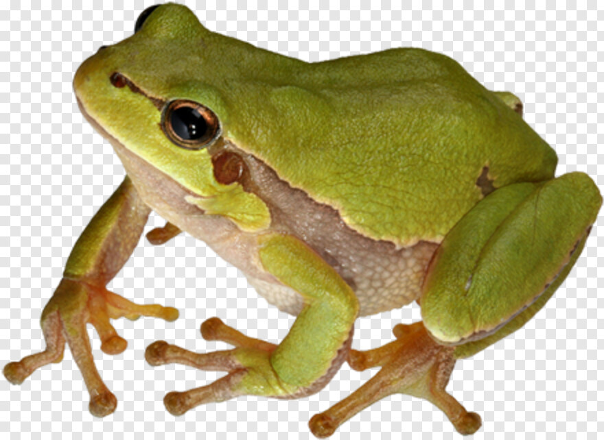 frog # 811042