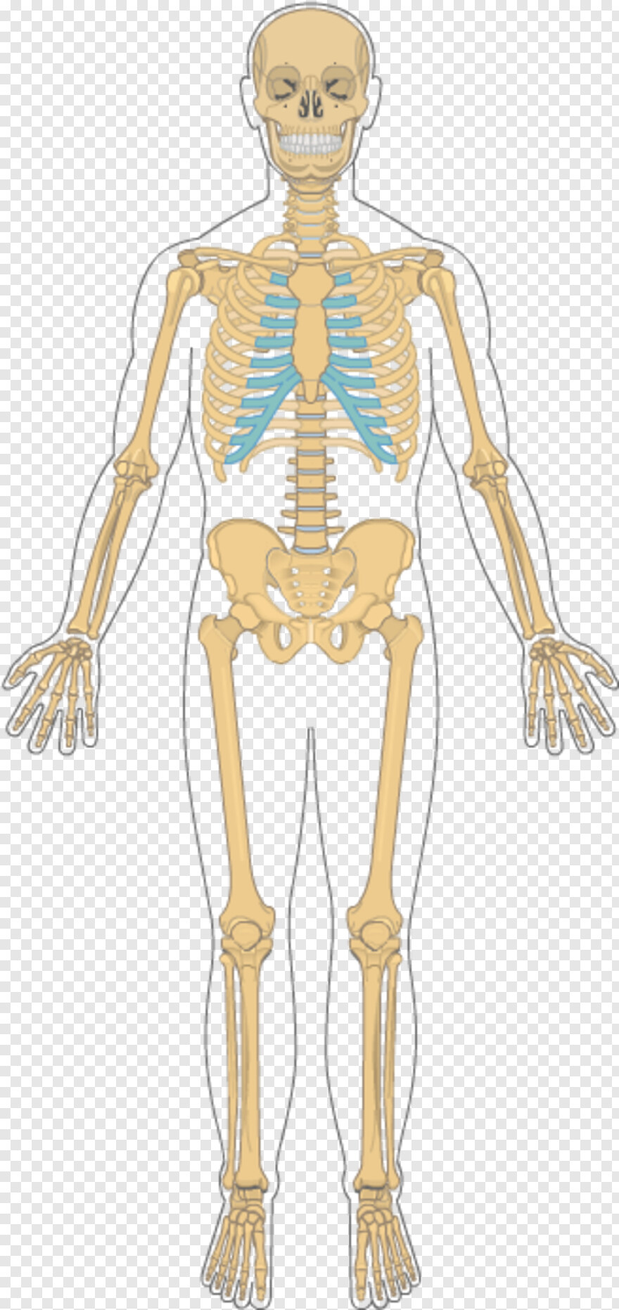 skeleton # 620042