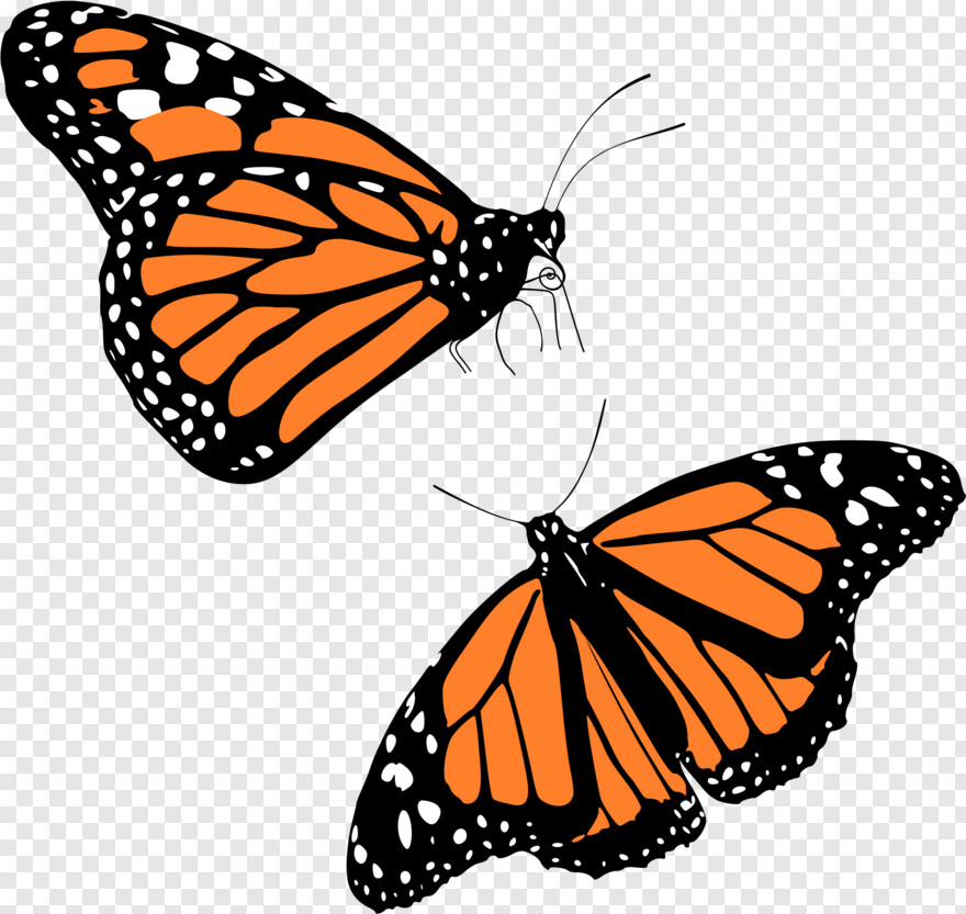 monarch-butterfly # 428513