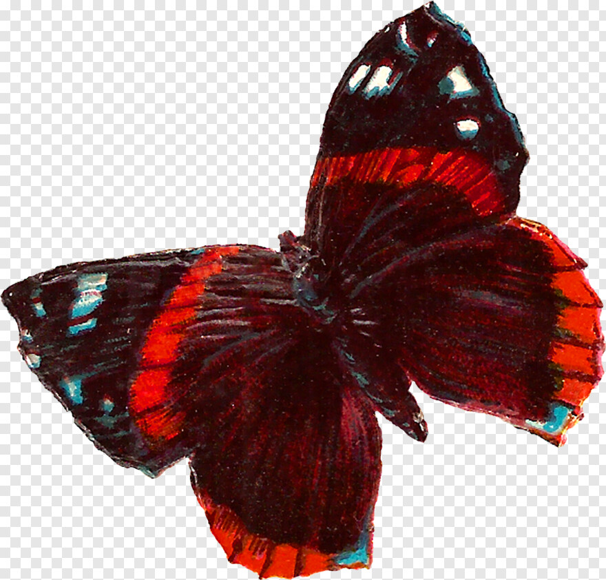 butterfly # 1094509