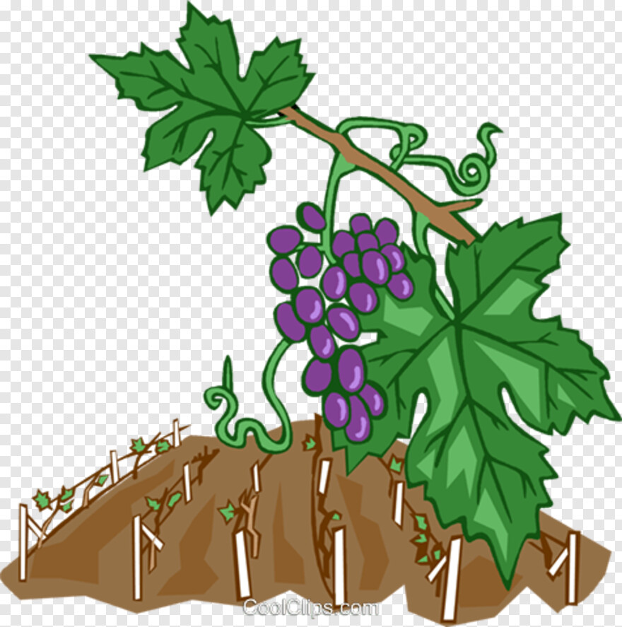 jungle-vines # 786870