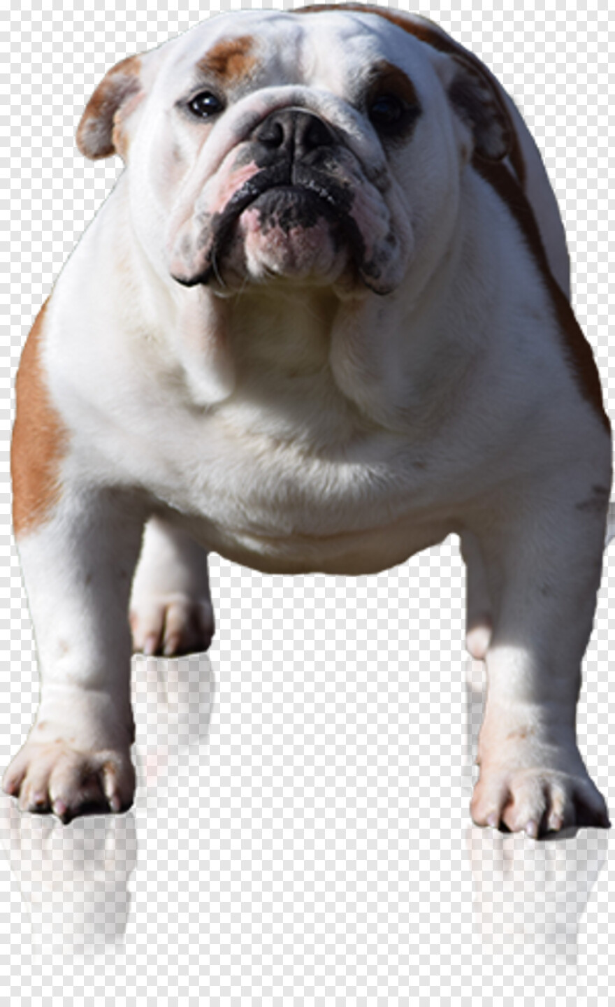 french-bulldog # 1102357