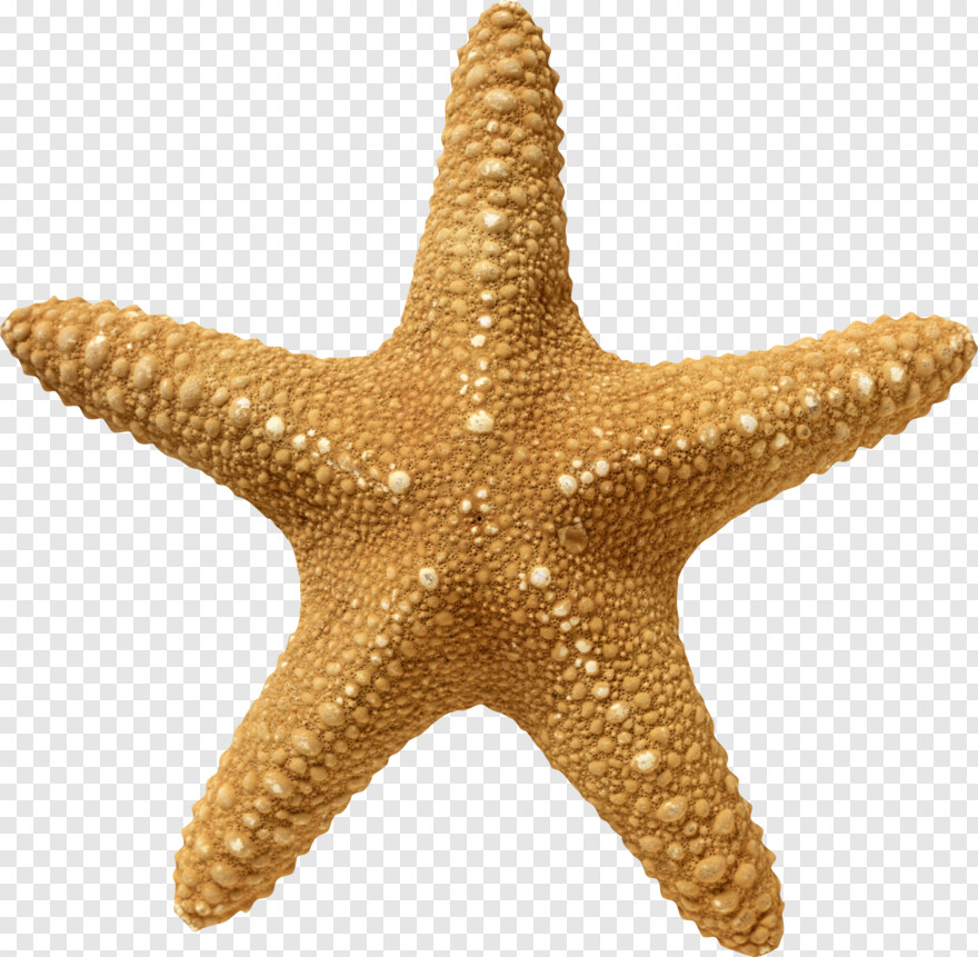 starfish # 612105