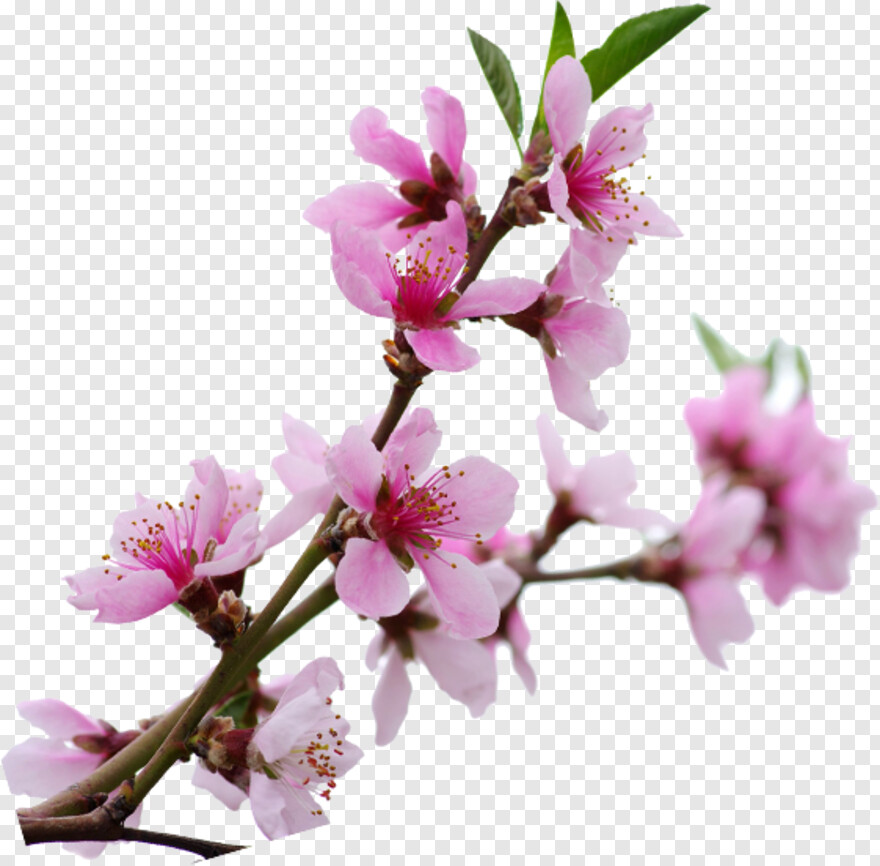 cherry-blossom # 344332