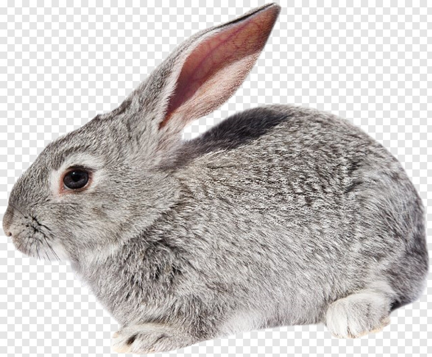 rabbit # 639923