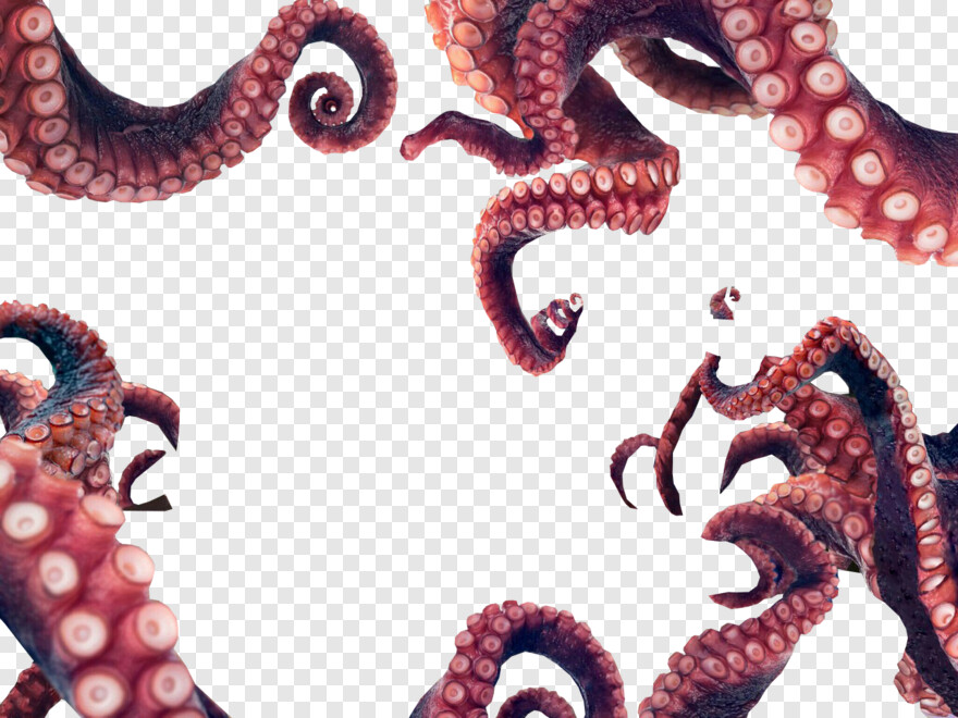 octopus # 671848