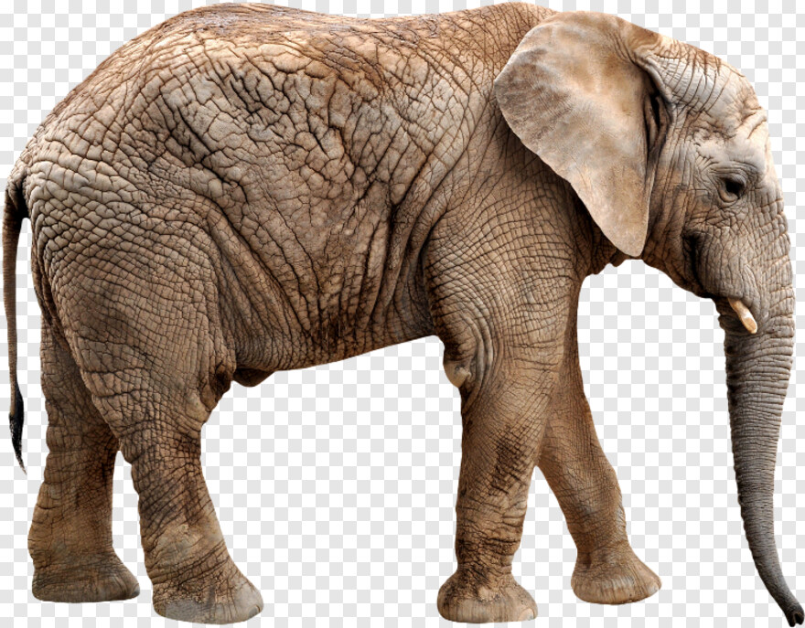elephant # 868950