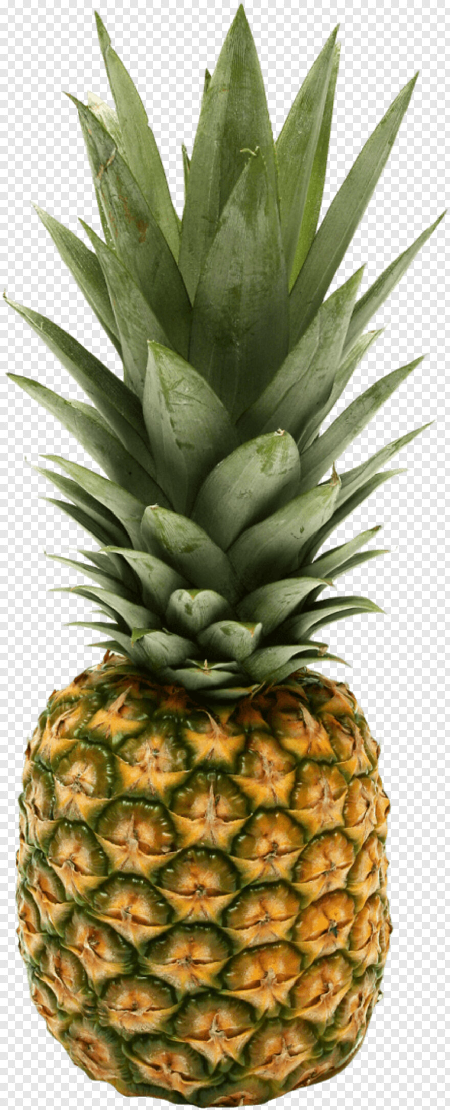pineapple # 405660
