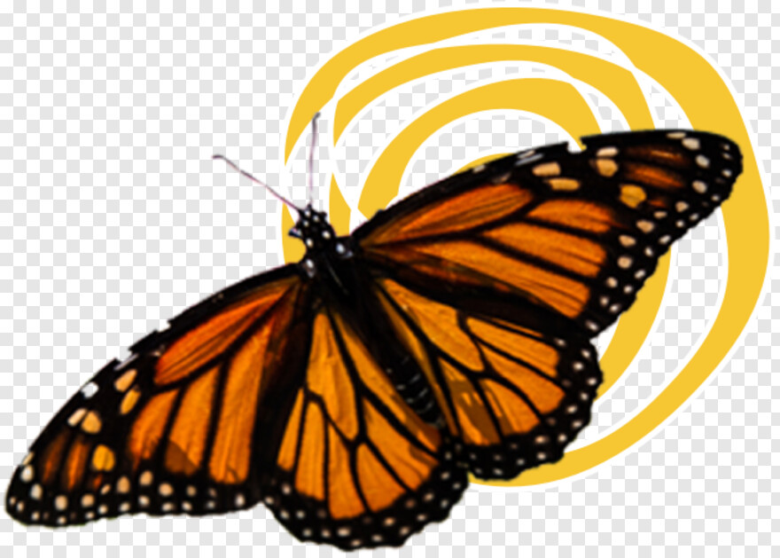 monarch-butterfly # 1094801