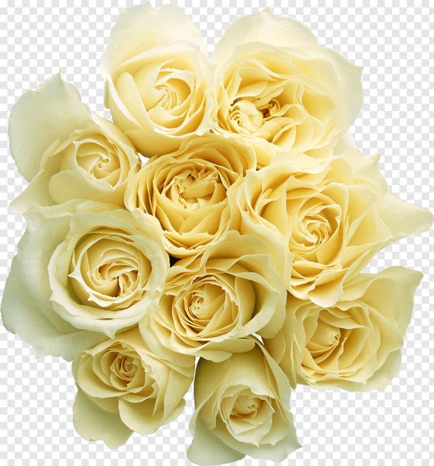 yellow-rose # 428487