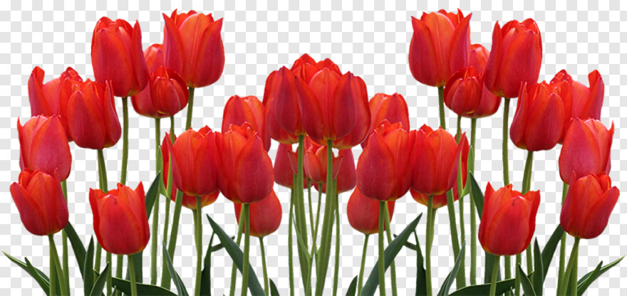 tulip # 496126