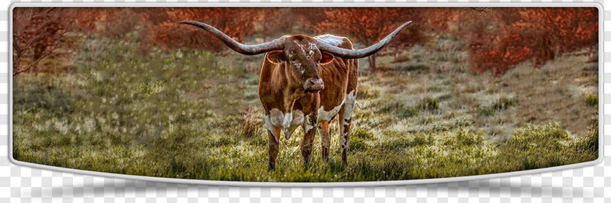 texas-longhorns-logo # 407522