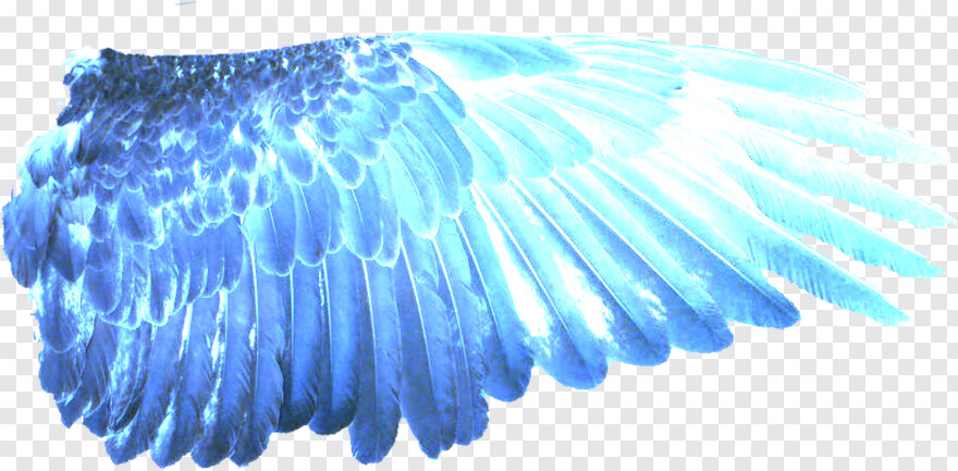eagle-wings # 877828