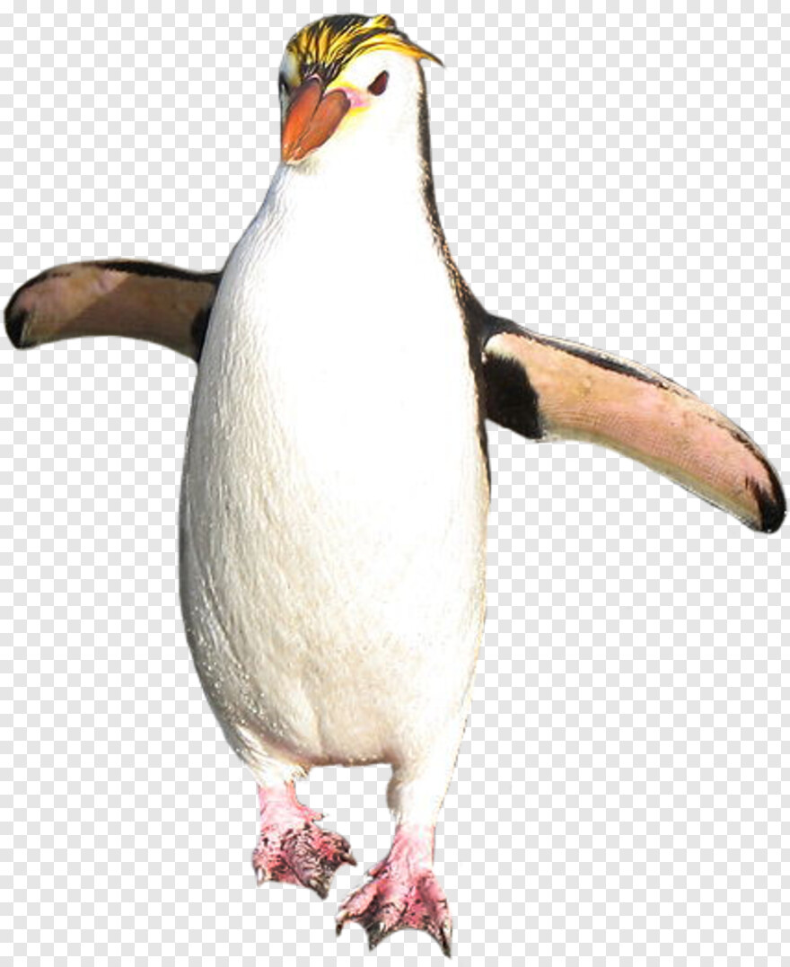 penguin # 428458
