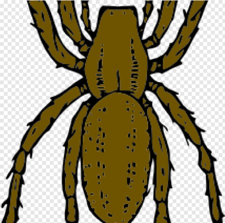 spider # 723664