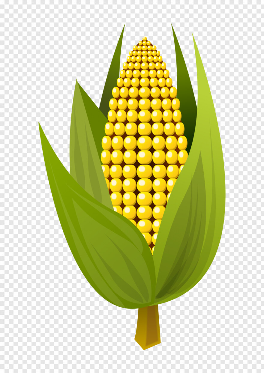 sweet-corn # 956542
