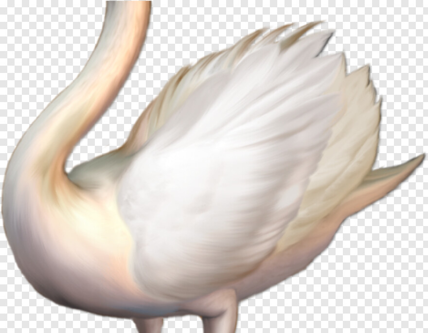 swan # 679151