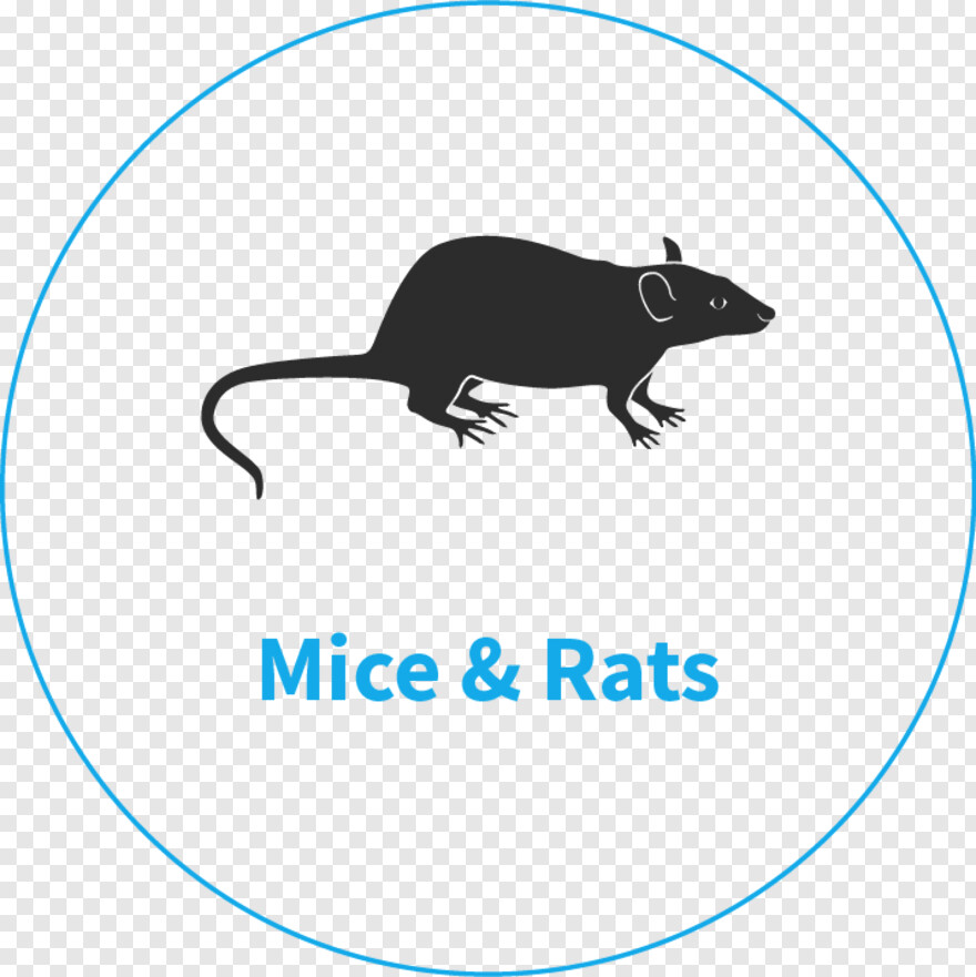 rat # 960905