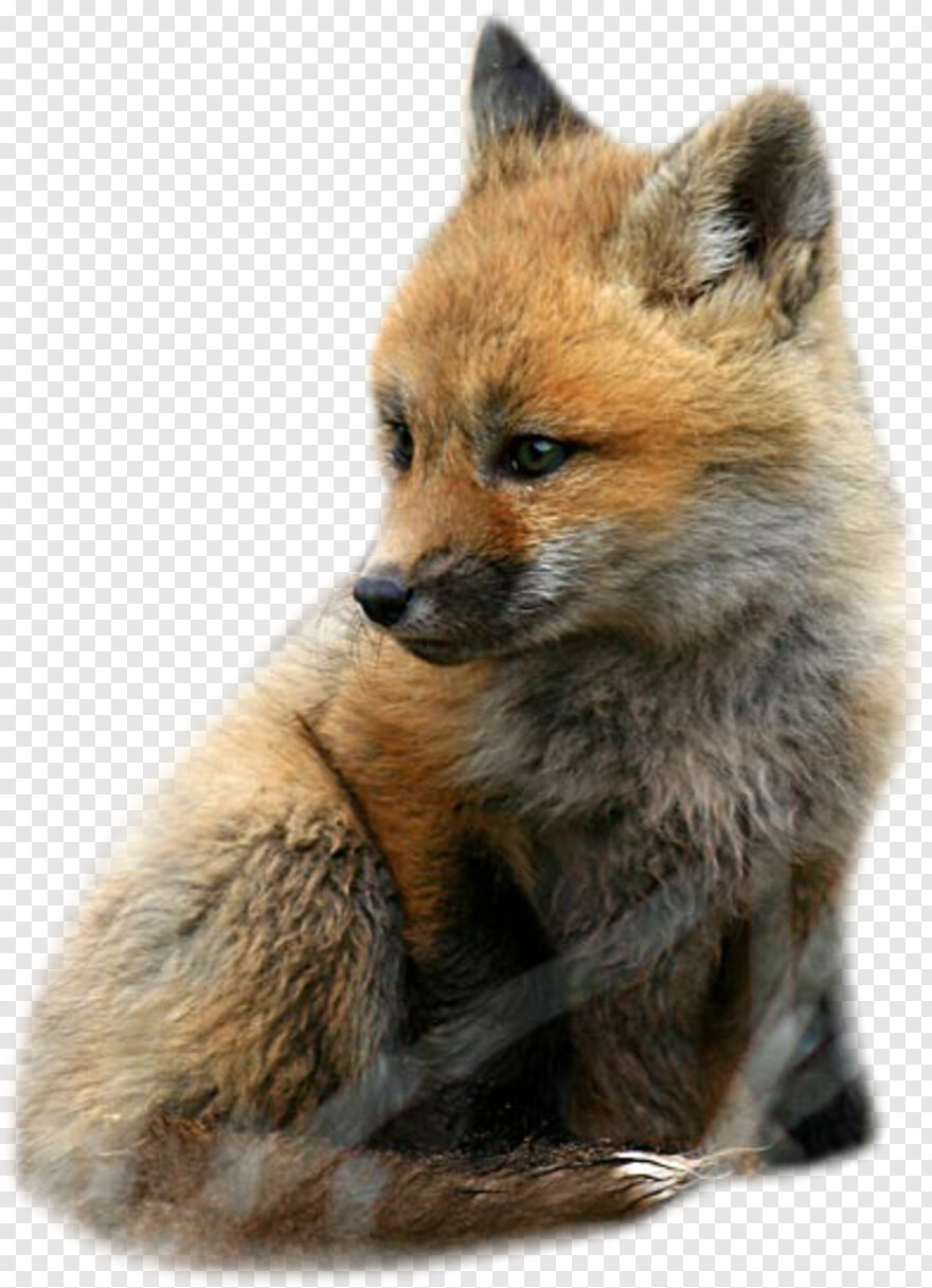 fennec-fox # 814717