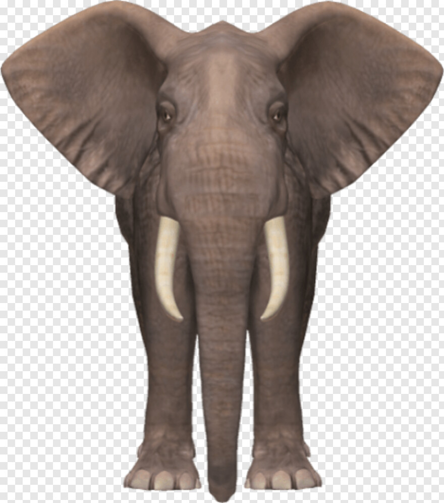 elephant # 869064