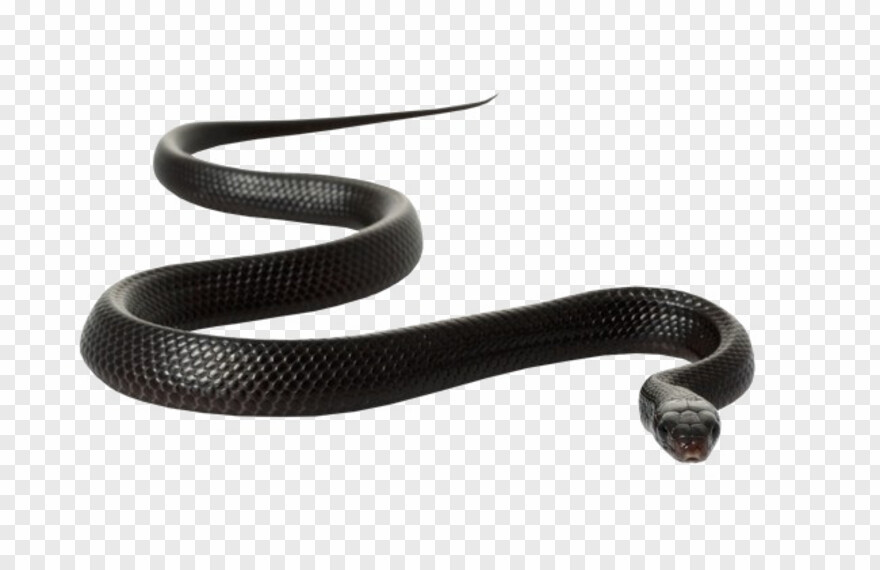 black-snake # 355299