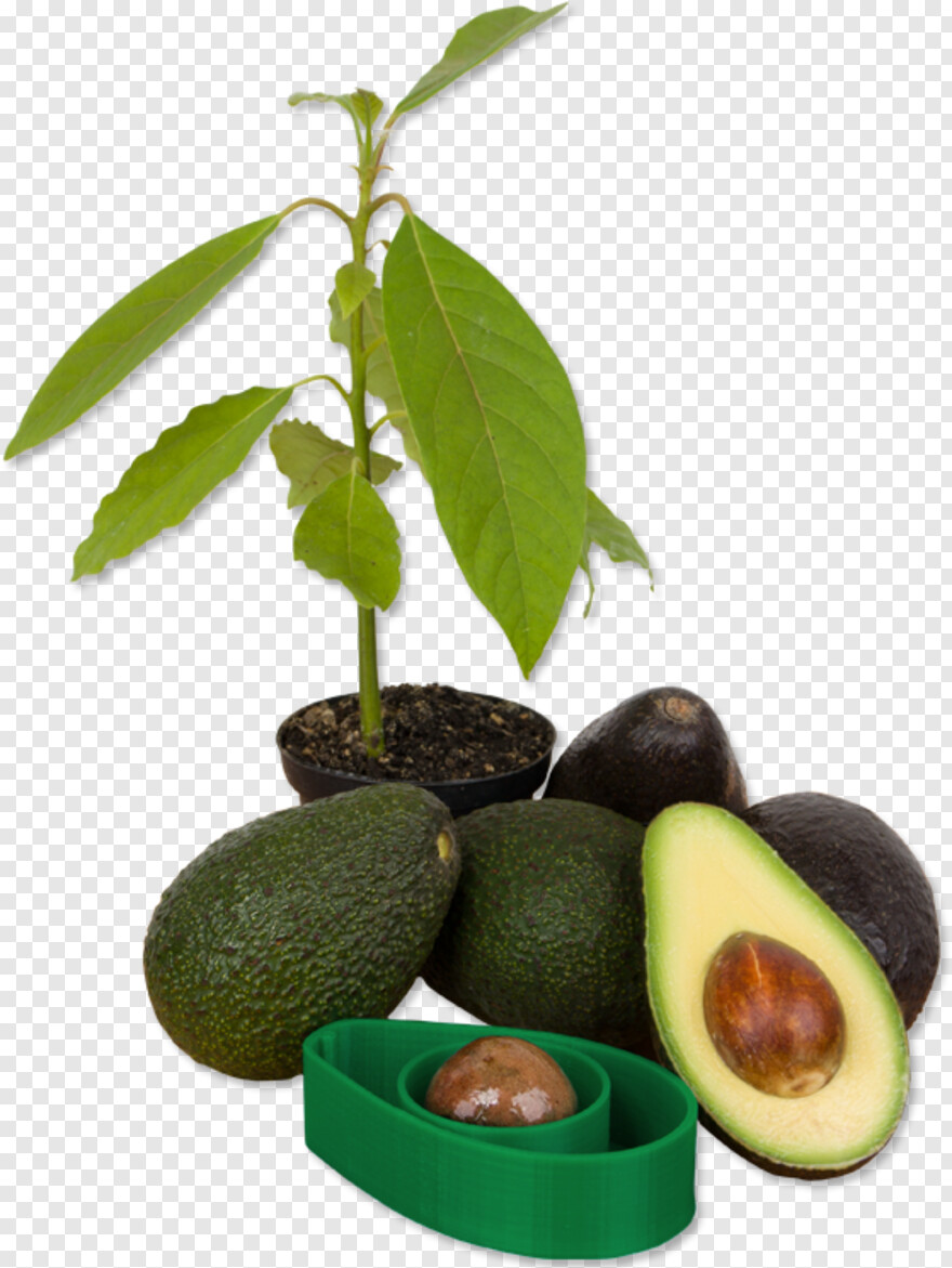 avocado # 460295