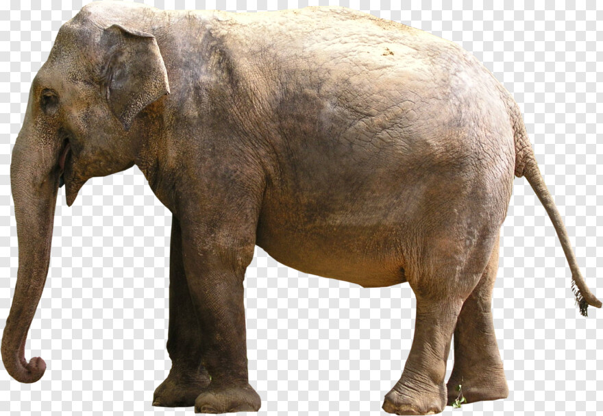 elephant # 868965