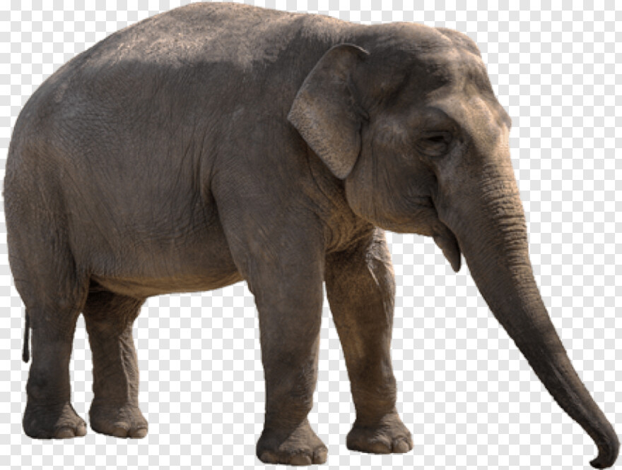 elephant # 869046