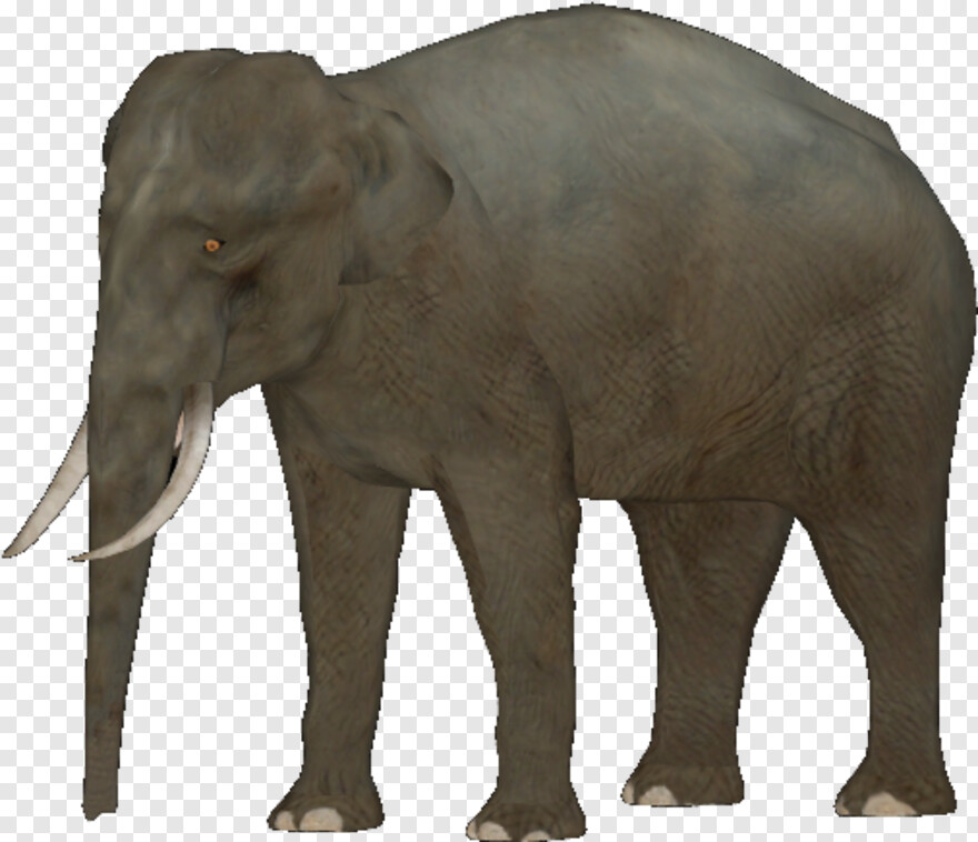 elephant # 869038
