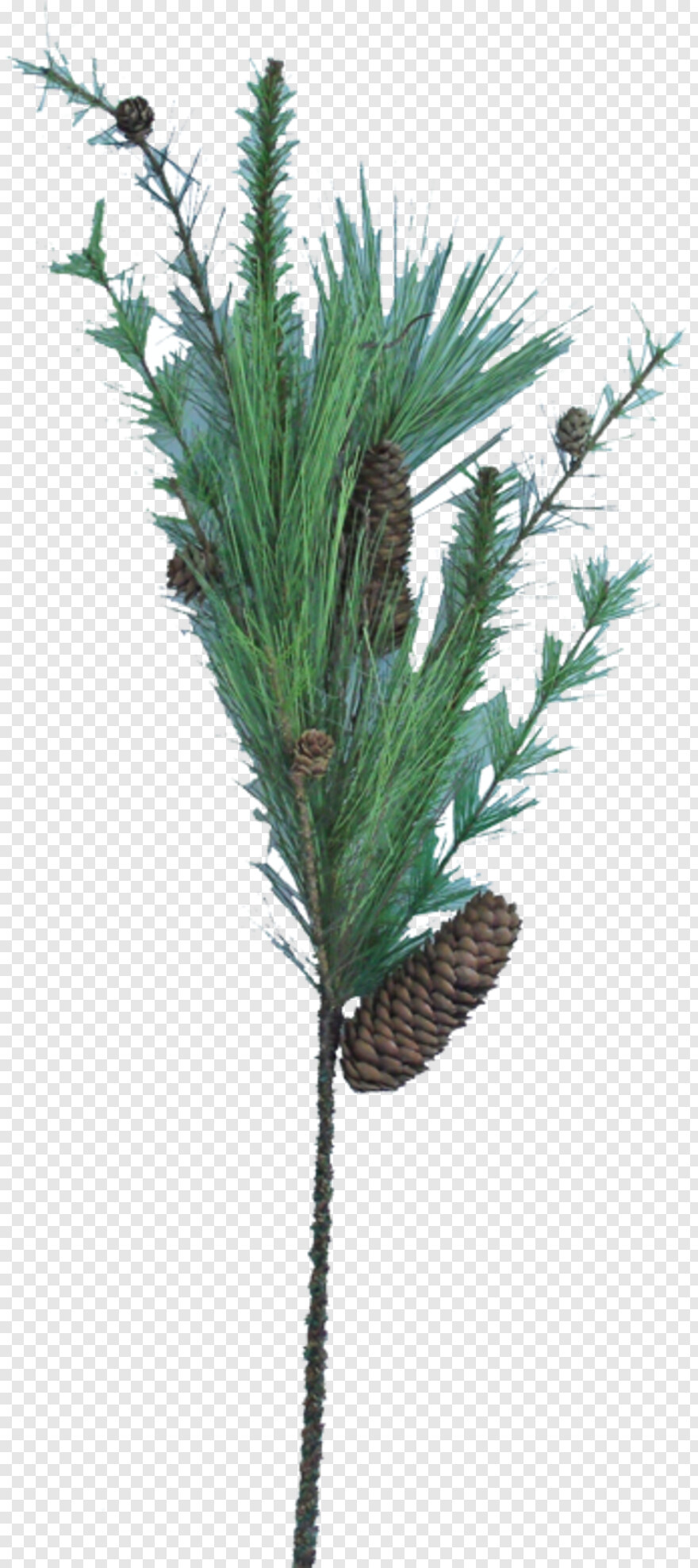 pine # 710210