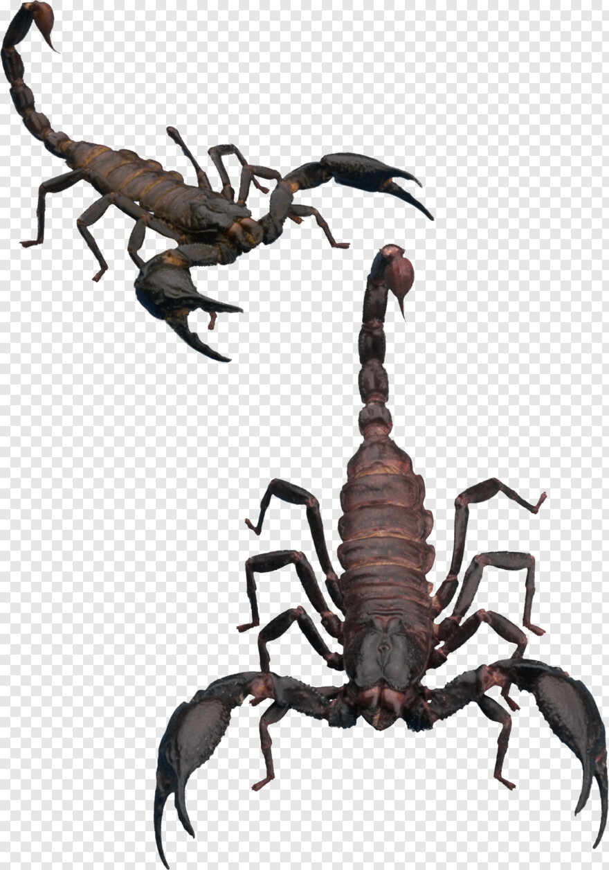 scorpion # 627087