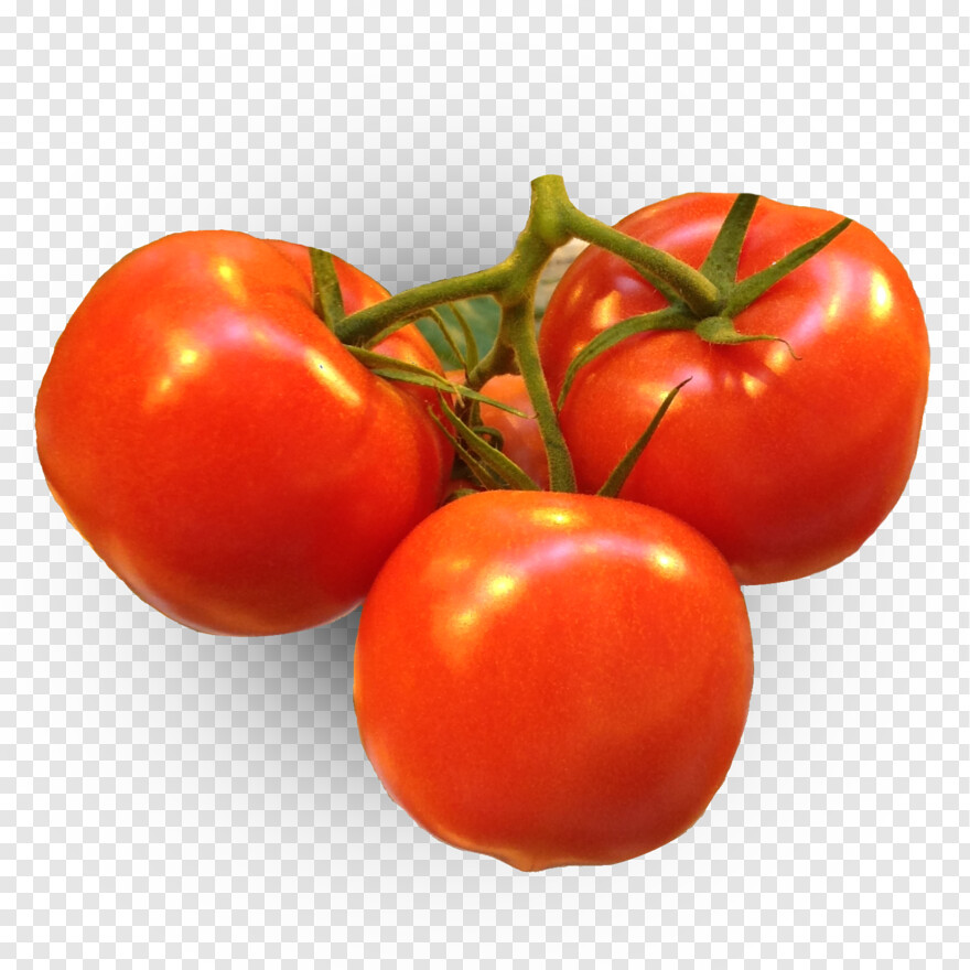 tomato # 650463