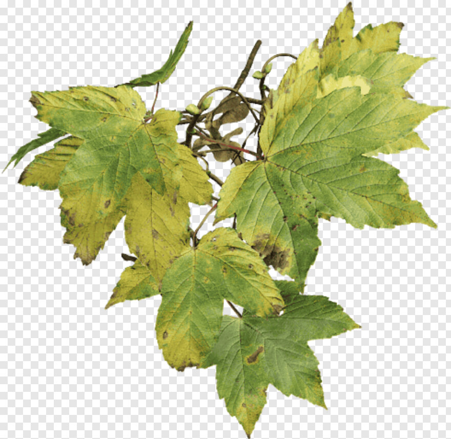 maple-leaf # 847119