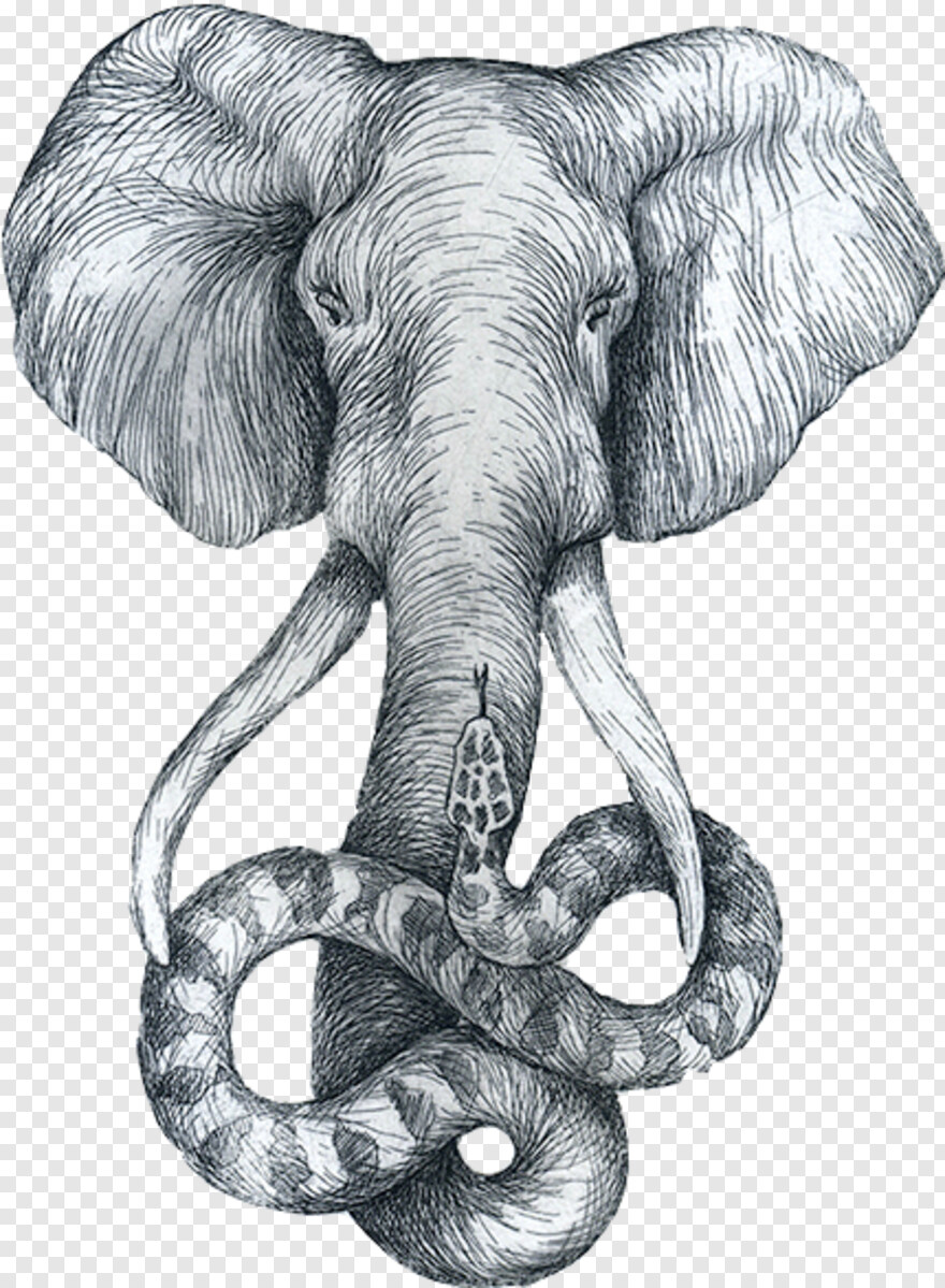 elephant # 557969
