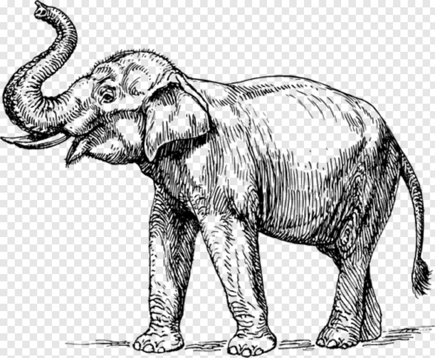 elephant # 1059985