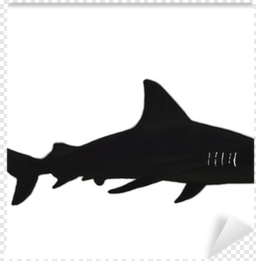 whale-shark # 623636