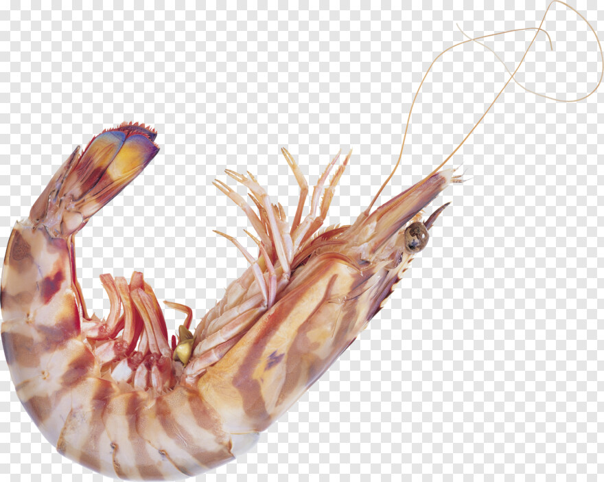 shrimp # 621774
