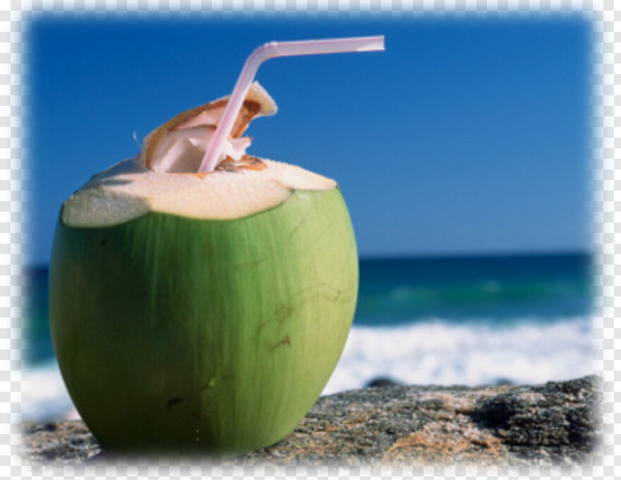 coconut # 990234