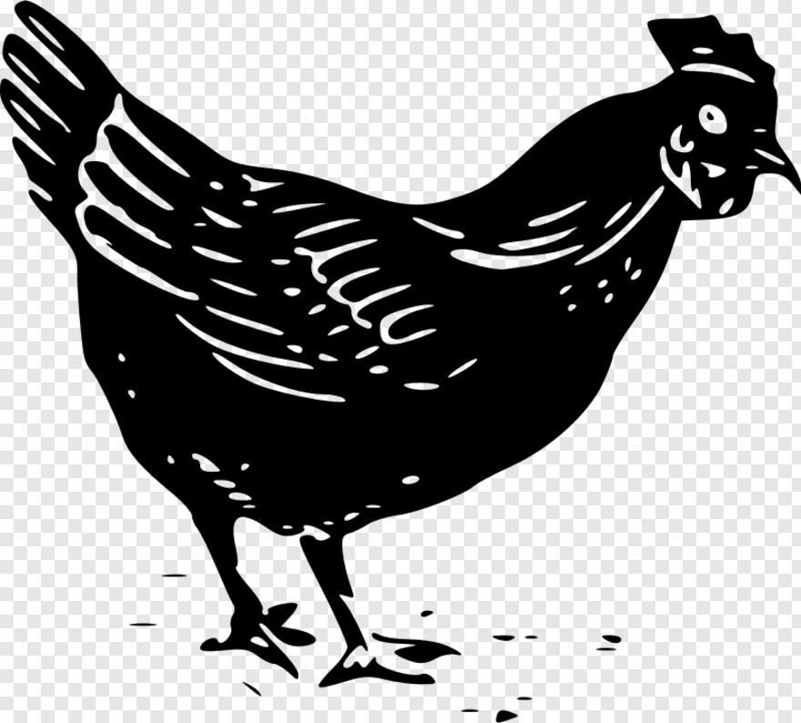rooster # 1025917