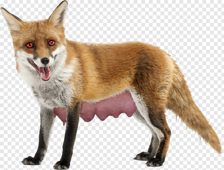 fox # 814878