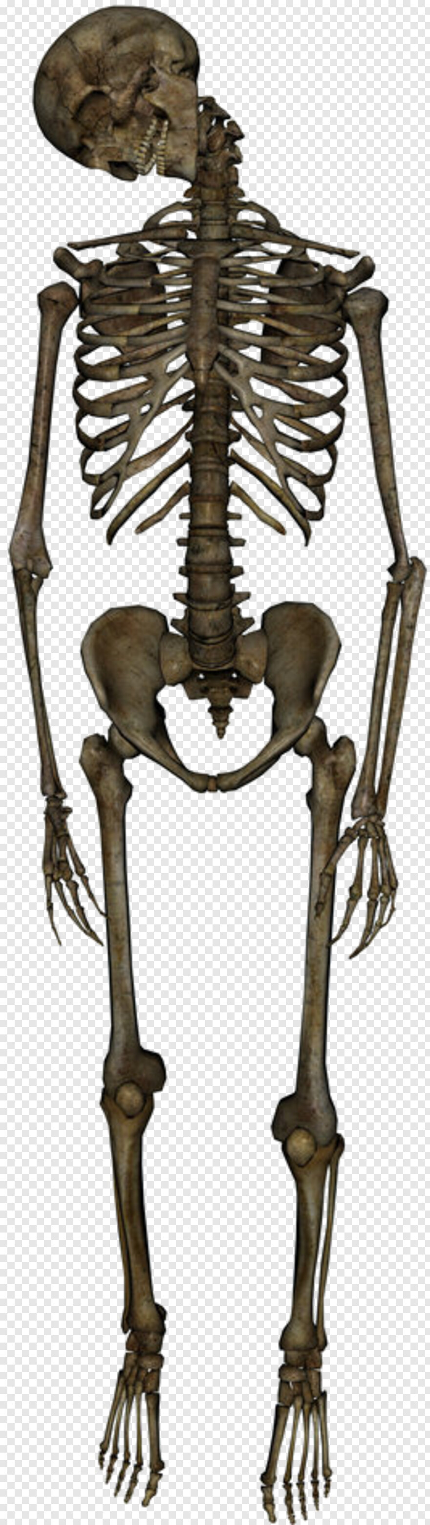 skeleton # 773794