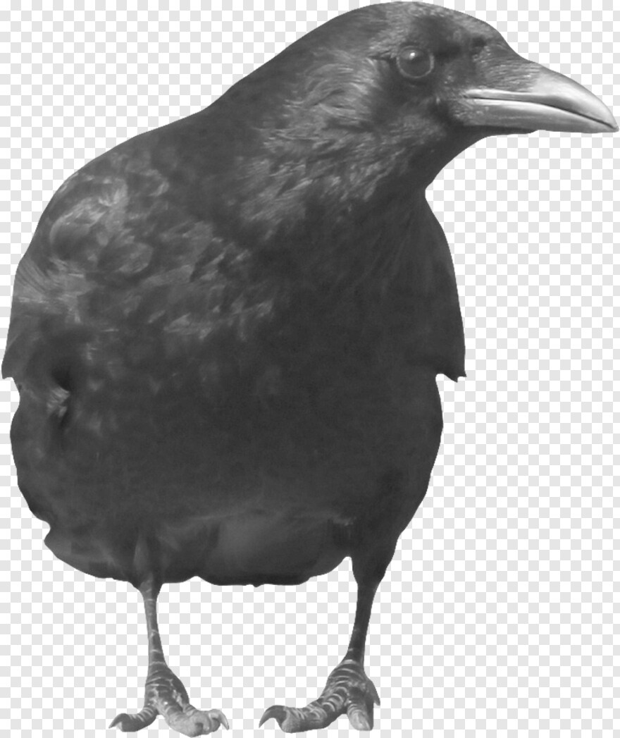 crow # 941107