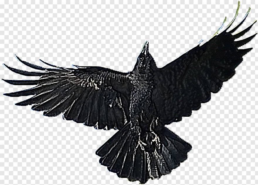 flying-crow # 475203