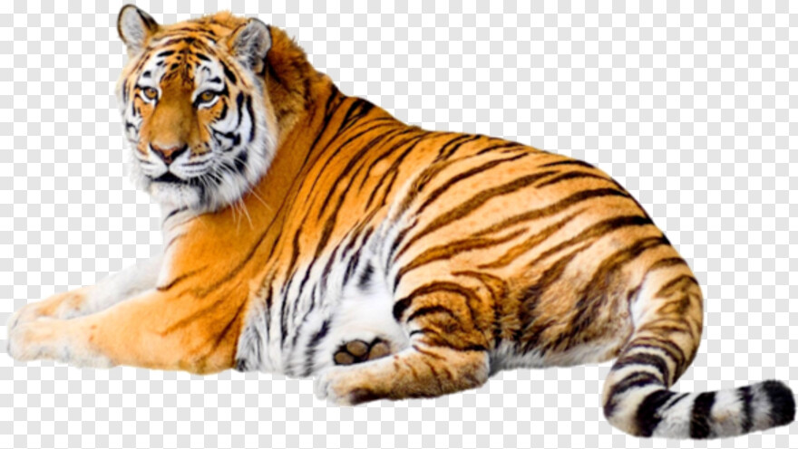 tiger # 532262