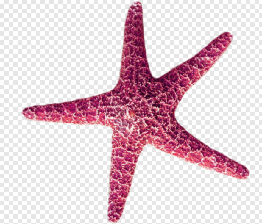 starfish # 654059