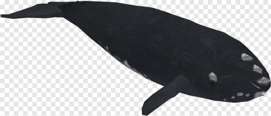 whale # 674642