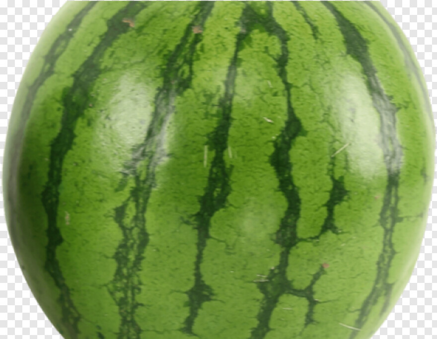 watermelon # 591863