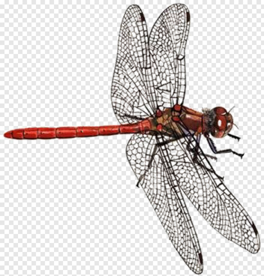 dragonfly # 950101