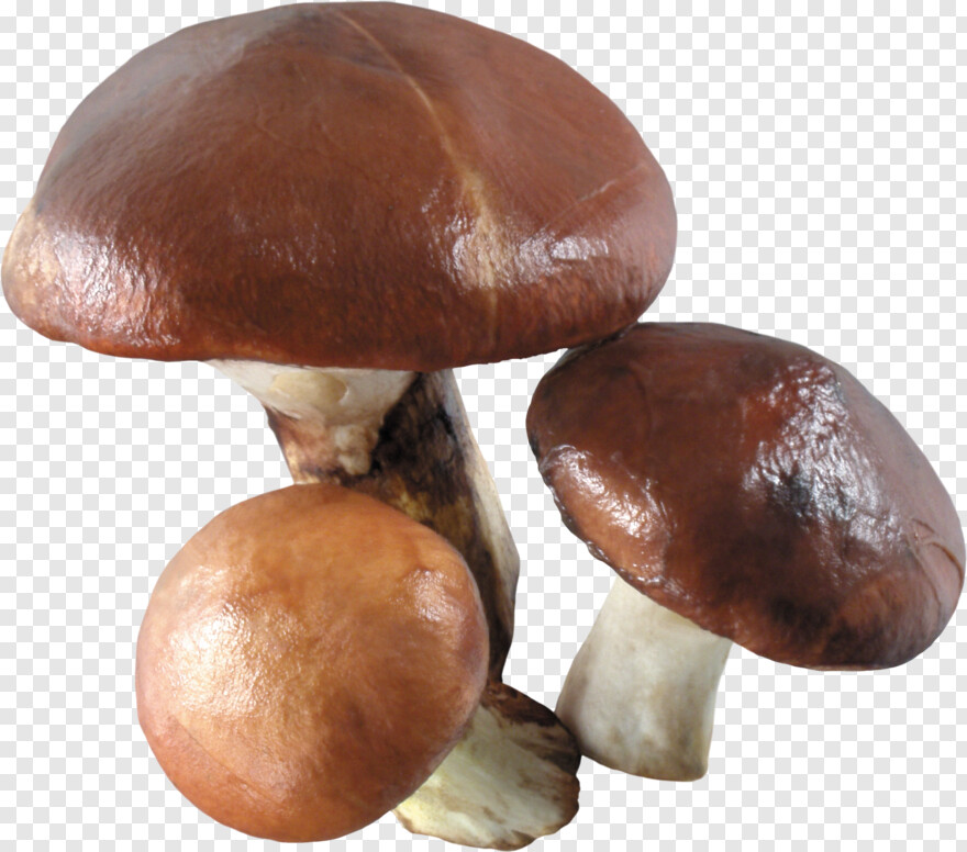 mushroom # 683528